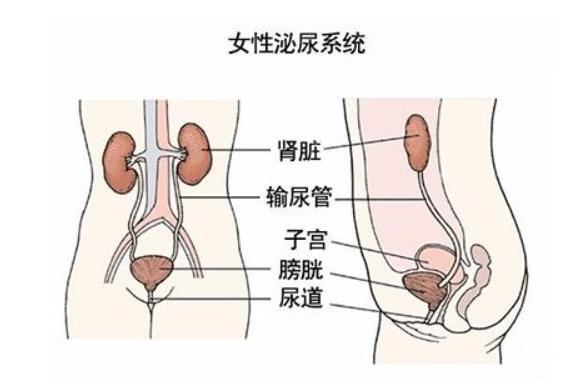 输尿管下段结石尿频怎么回事,输尿管下段结石尿频尿急什么原因