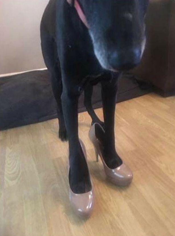 英国姑娘给狗穿上高跟鞋在二手网上当模特回击假装想看她脚的人