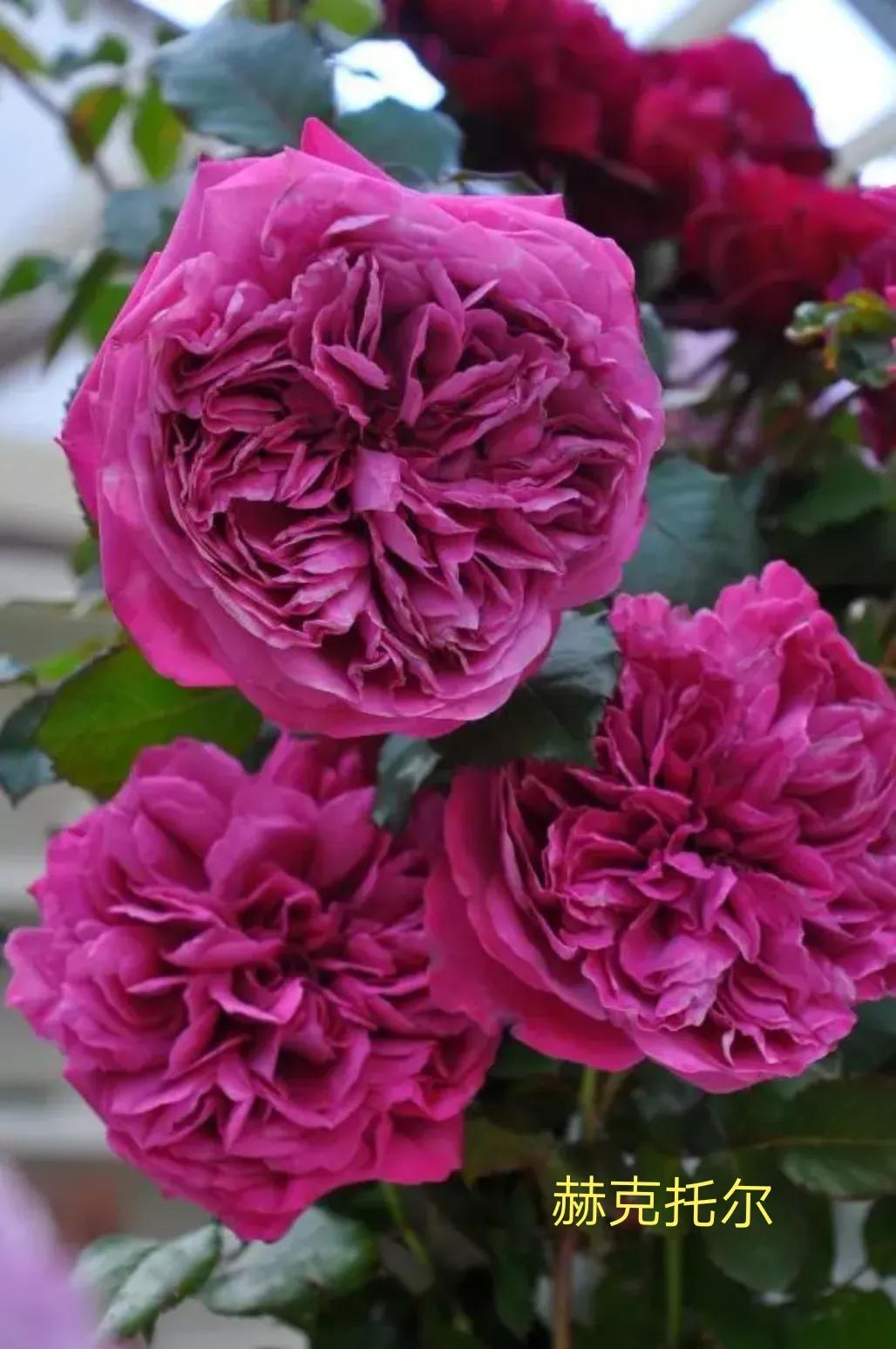 木村卓功推荐的月季,木村卓功月季