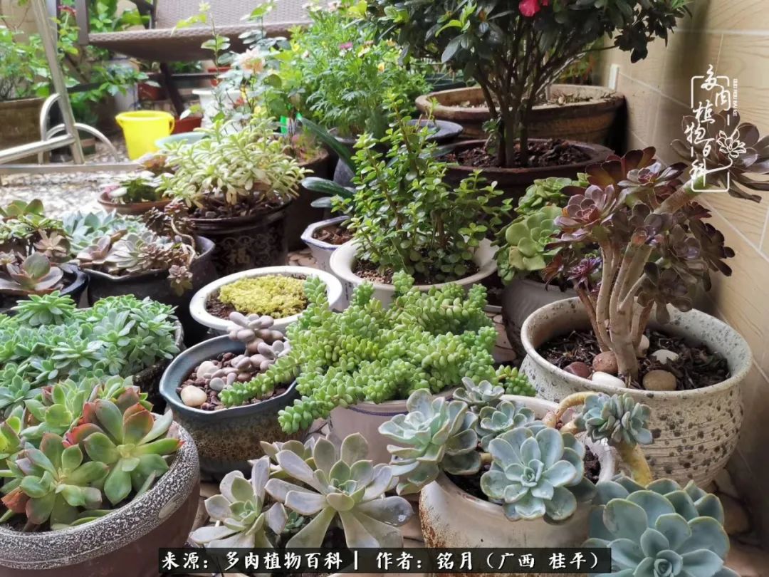 多肉怎么养出色彩,多肉很容易出现美丽的色彩