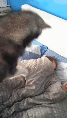 老人养狗的好处与坏处,养狗的好处和坏处