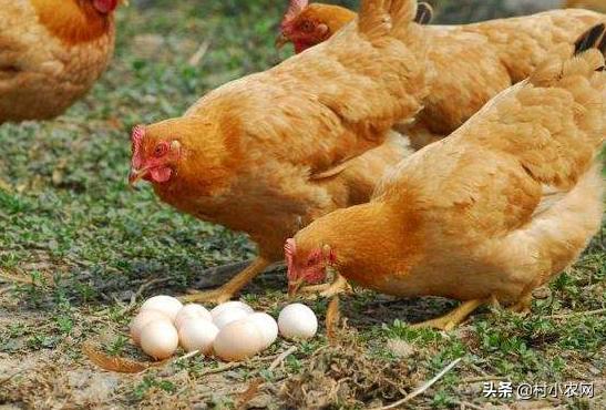 养鸡的利润与成本真实科普,现在养鸡的成本和利润是多少
