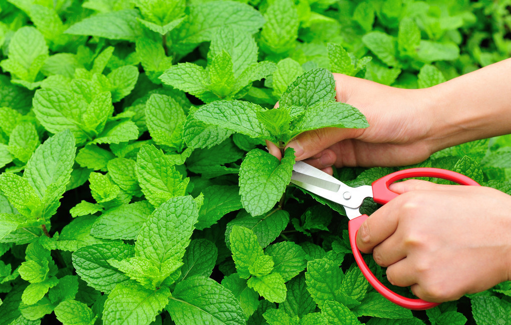 薄荷种植方法全过程,薄荷种植方法野生薄荷