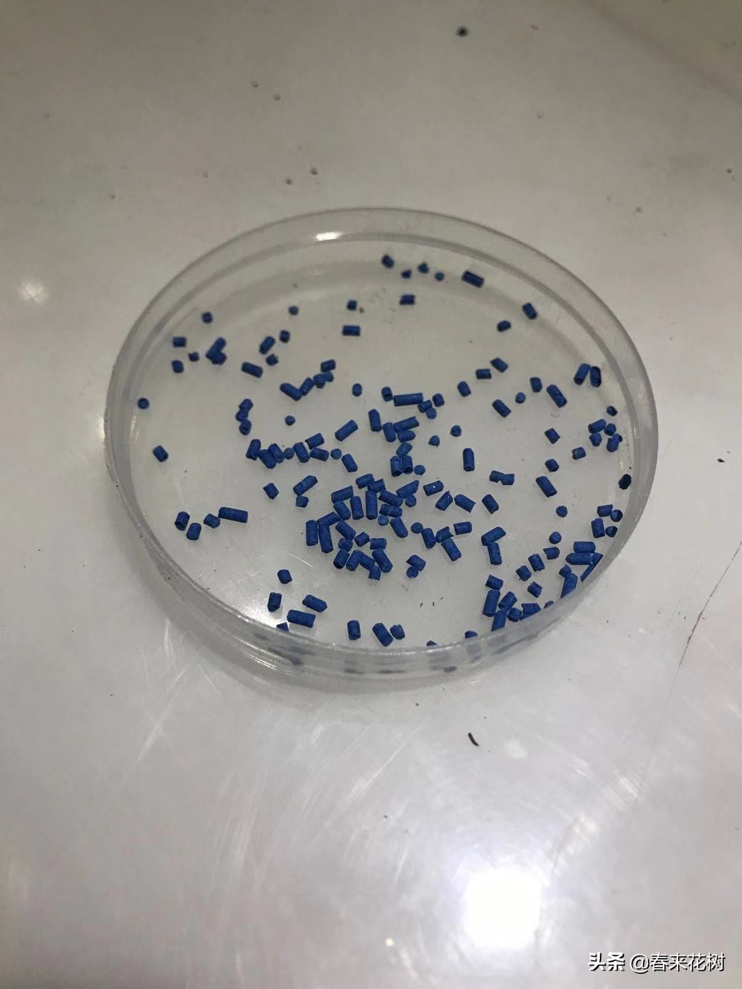 爱养花的坏处,养花防小蜗牛的方法有哪些