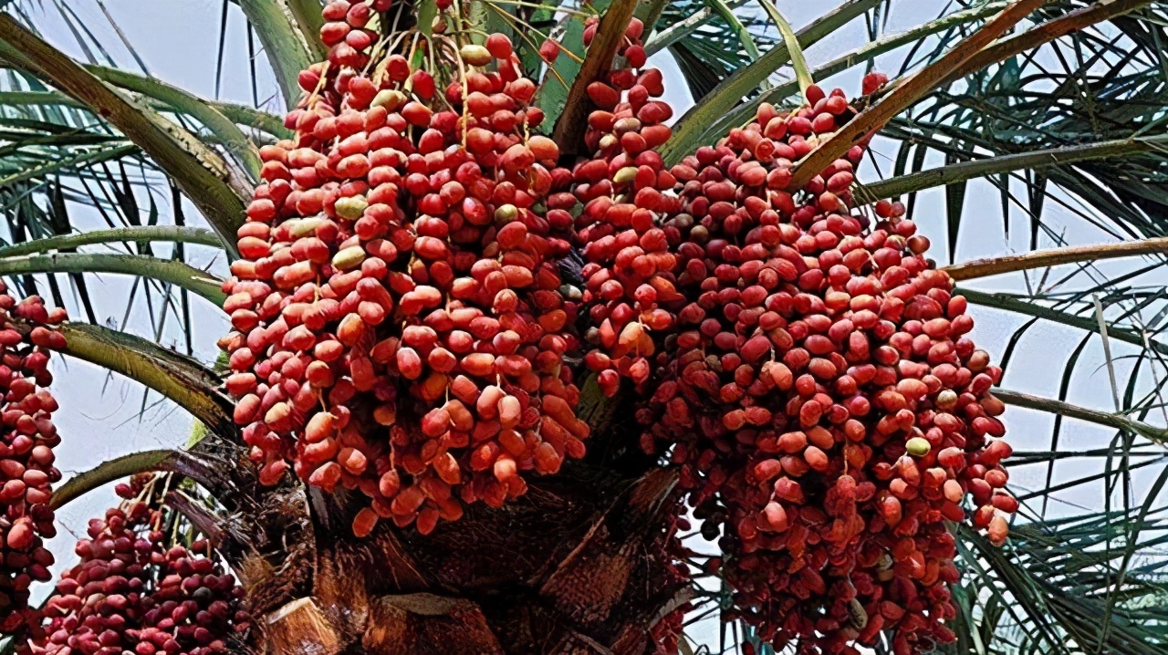 中国便宜国外却很贵的水果,中国便宜的水果却在国外是奢侈品