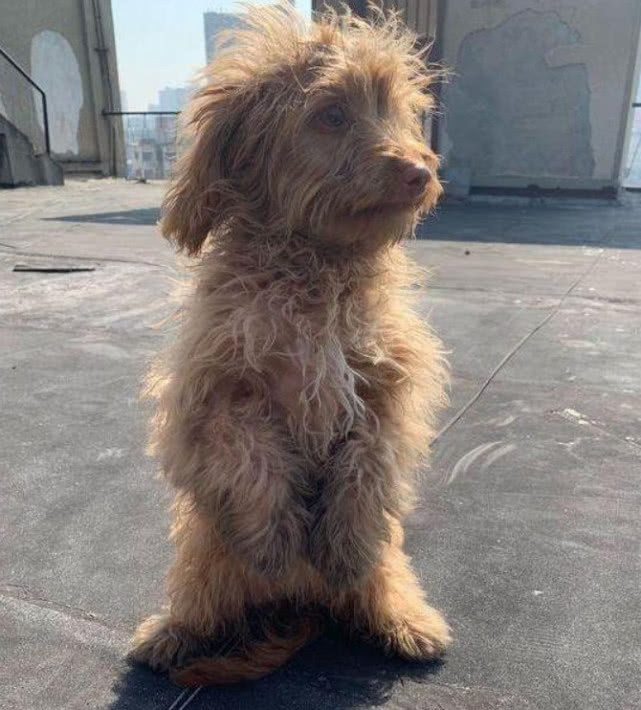 流浪泰迪遇到新主人,流浪泰迪看到人就跑