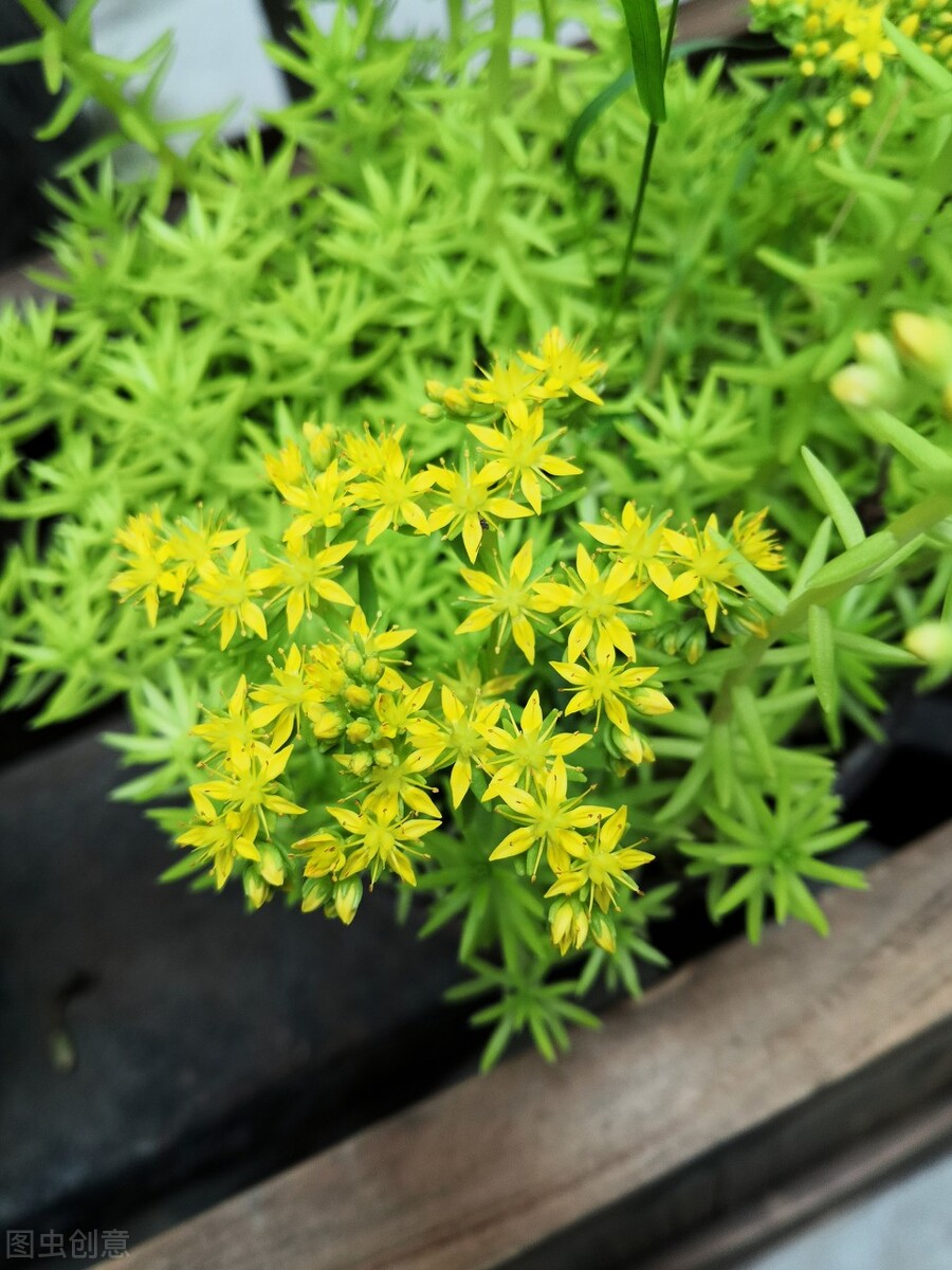 生日鲜花用哪几种花,代表友谊长存和生日快乐花语的花
