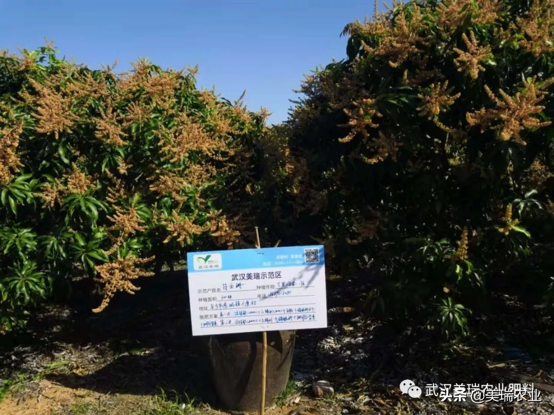 芒果催花药配方及技巧,天气冷了芒果怎么催花