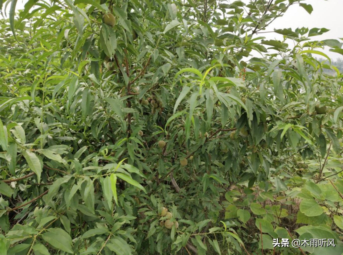 桃子成熟生虫就腐烂是什么情况,桃子烂果用什么药