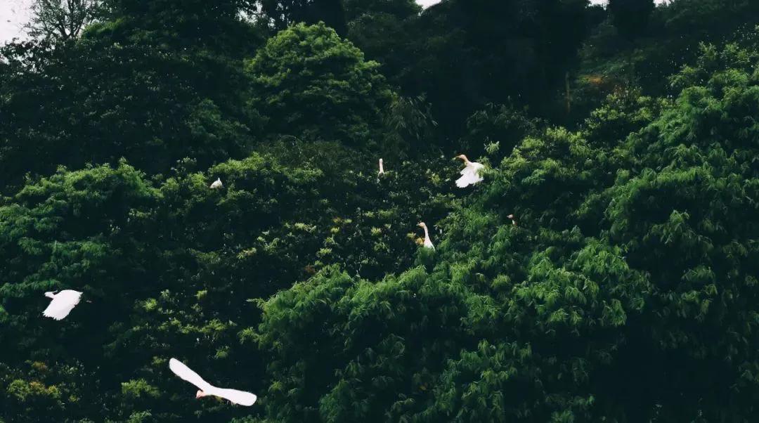 五一花海门票特惠团购,五一花海门票免费送