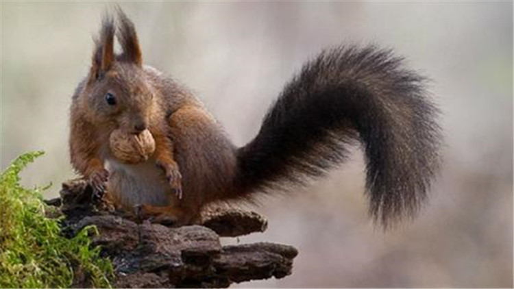 如何挑选一只亲人的魔王松鼠,新手养魔王松鼠好还是红腹松鼠