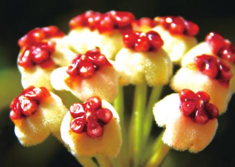 球兰花卉培养,球兰的种子繁殖方法