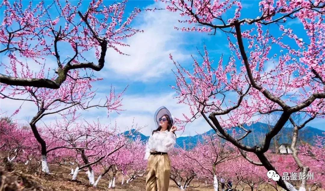 五朵金花组团出战,五朵金花齐聚的时候