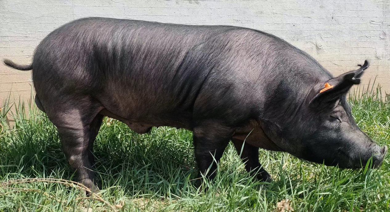 黑猪肉如何识别,黑猪肉为什么那么好