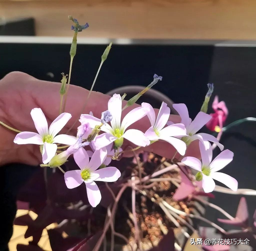 幸运草块茎,紫色幸运草种植的注意事项