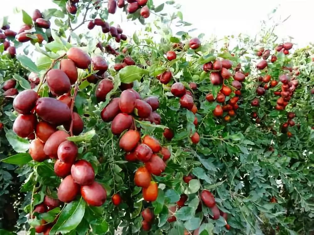 全国各地最全特产,全新疆特产