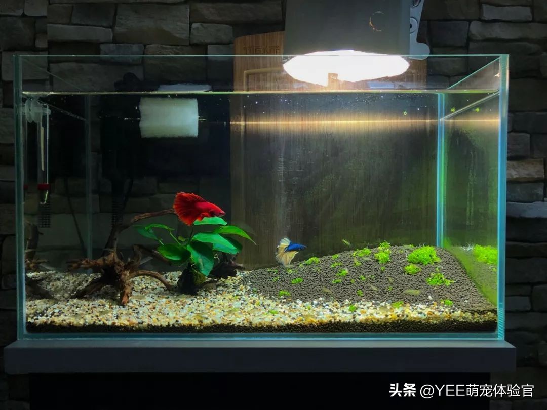 强大的硝化细菌,硝化细菌无处不在吗