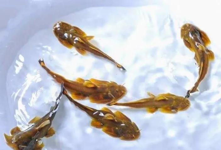 公认最好吃的10种淡水鱼,公认好吃淡水鱼有哪些种类