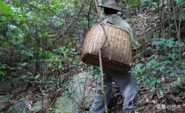 红菇一天采不到2斤，一斤1200元，你见过吗？