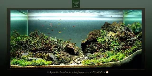 卡佩特k5辣椒榕为什么这么贵,辣椒榕k5为什么贵