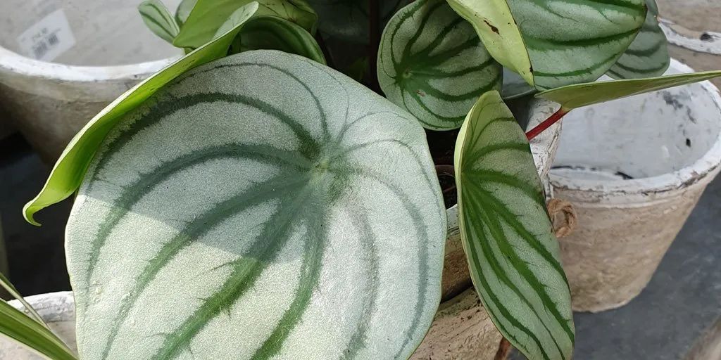 叶片翠绿的10种盆栽,叶子有斑点的观叶植物