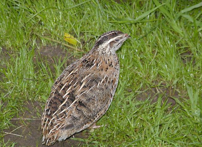 养鹌鹑为什么不能用铁笼子,鹌鹑吃啥饲料好养活一些