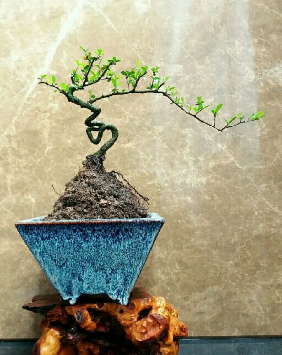 火棘换盆后出现果子萎缩怎么回事,盆景烧根叶子蔫了怎么补救