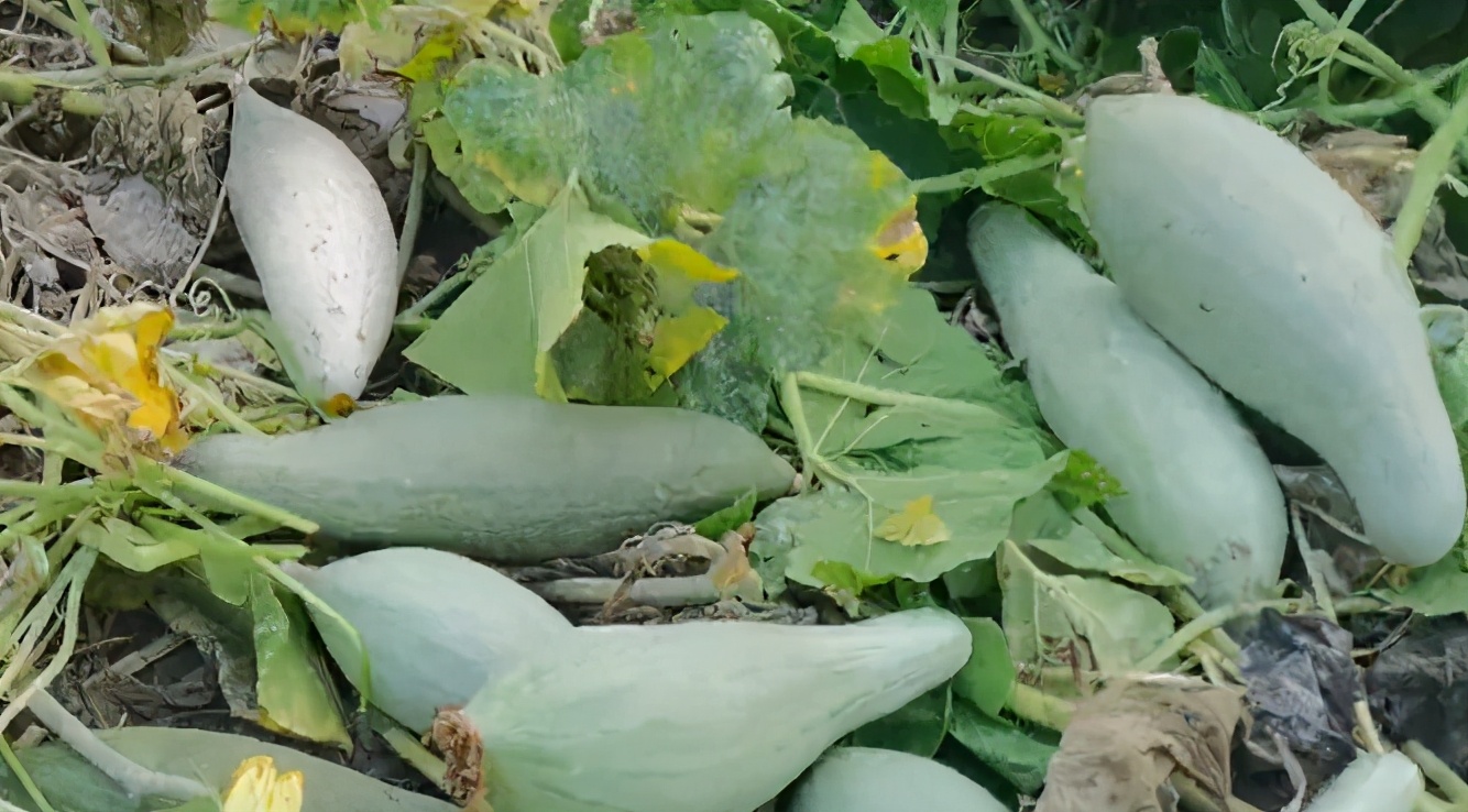 棚外南瓜正确的整枝打叉图解,大棚南瓜单蔓整枝打顶全过程