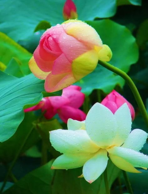 中国水墨荷花欣赏映日荷花别样红,映日荷花别样红写的是哪里的荷花