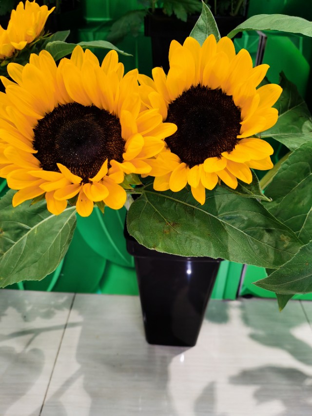 我该如何拯救我的爸爸,我该怎样拯救你我的爱人