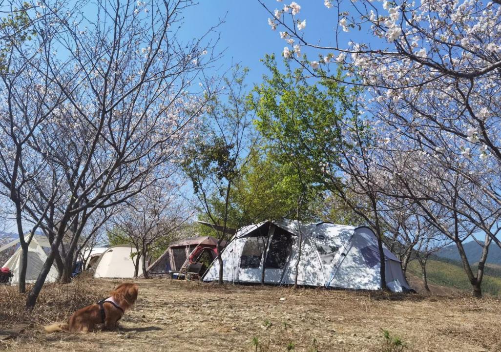 广东看樱花旅游景点推荐,广东樱花打卡景点