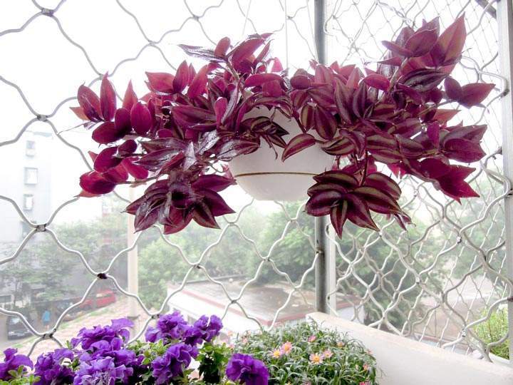 室内养花养这几款花,秋天金鱼花怎么养才开花