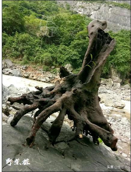 蚊母盆景植物,蚊母盆景的养殖方法