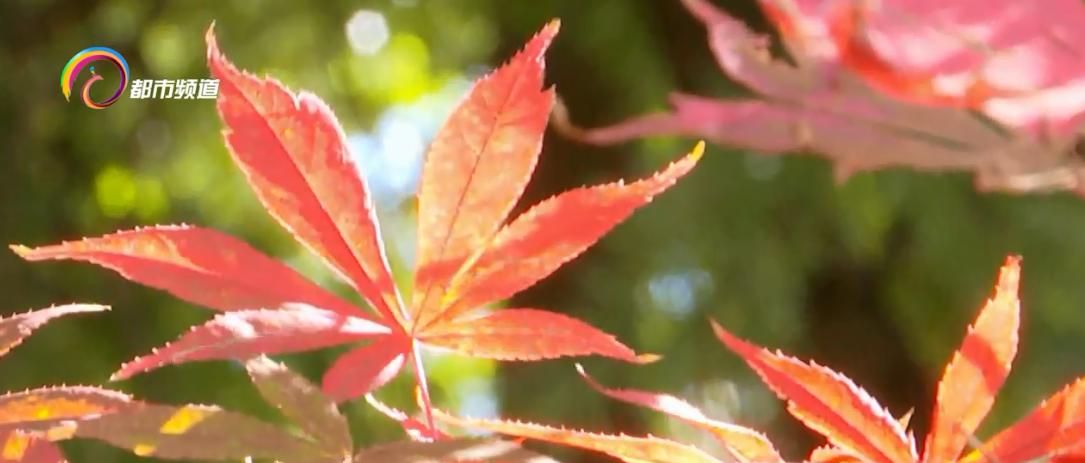 黑龙潭公园：漫山枫叶秋意浓