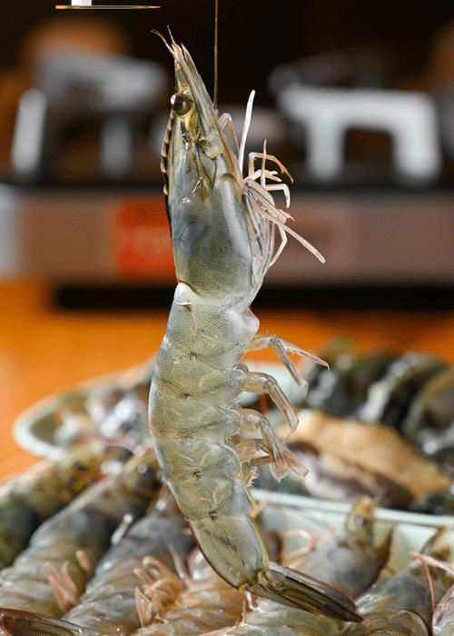 鸡煲界中的LV，澳洲龙虾做配菜，嗦一口就管不住嘴！