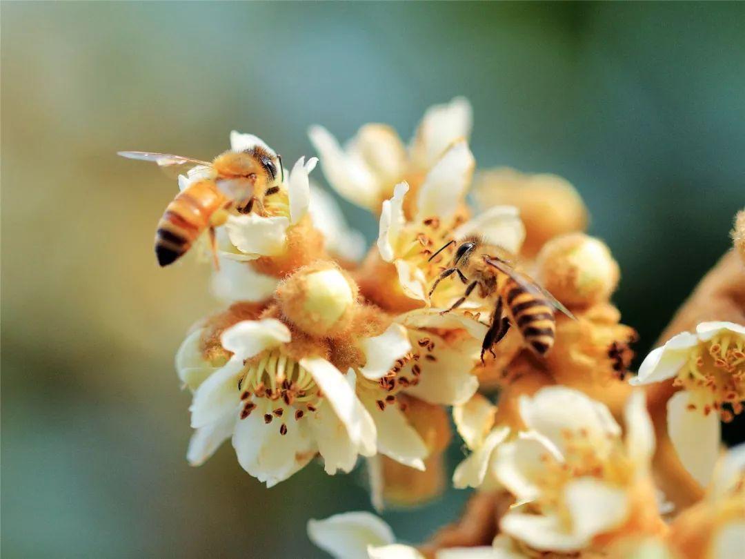 秋季蜜蜂大量死亡怎么解决,蜜蜂死亡的十大原因