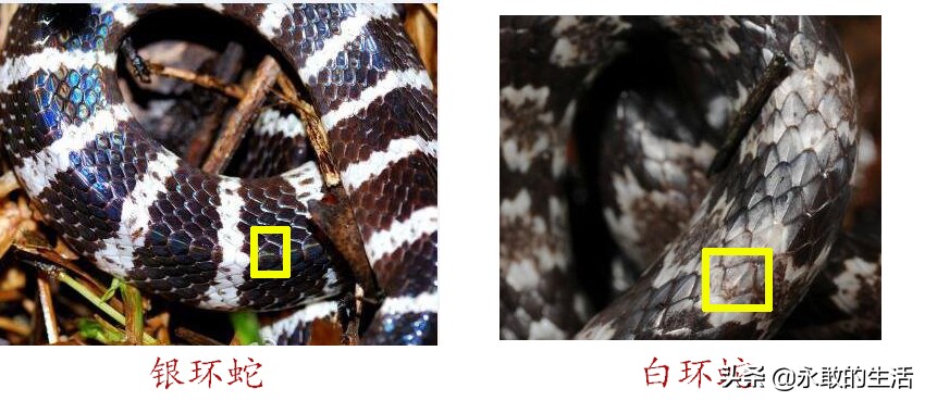 100种有毒的蛇,10种最毒的蛇是哪种蛇