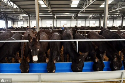 养殖猪怎么防治流感,养殖肉驴的十大忌讳