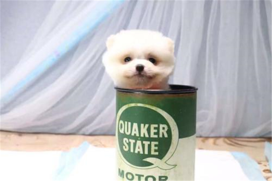 茶杯犬的习性与养殖,茶杯犬的饲养知识