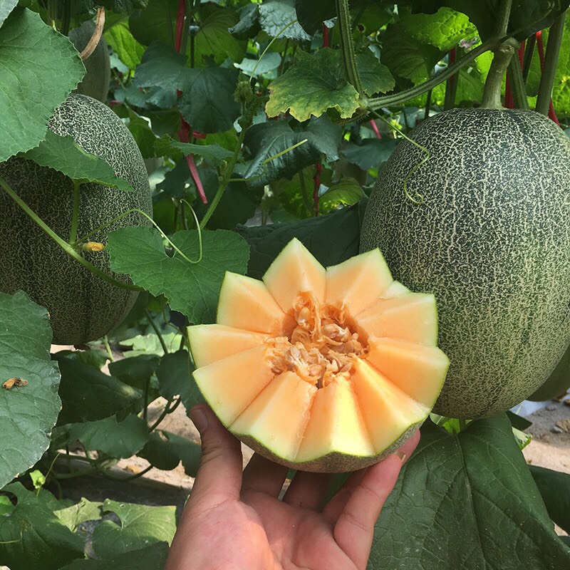 没去过海南不知道海南啥样,没来过海南应该去哪里