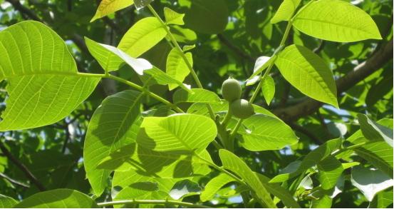 吃货们吃很多食物,吃货一口吃下好多种美食