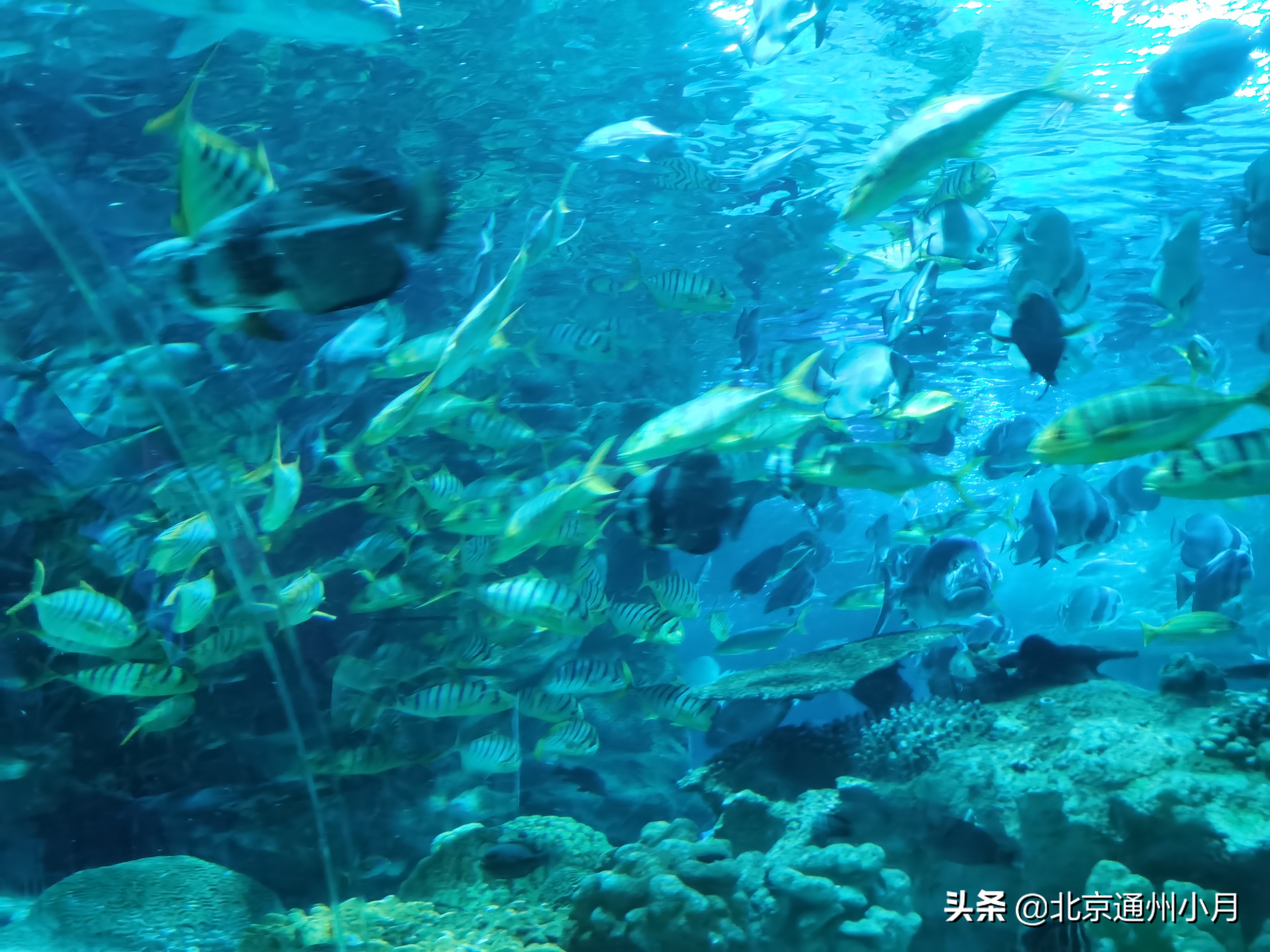 北京海底世界游览时间表,北京海底世界值得玩