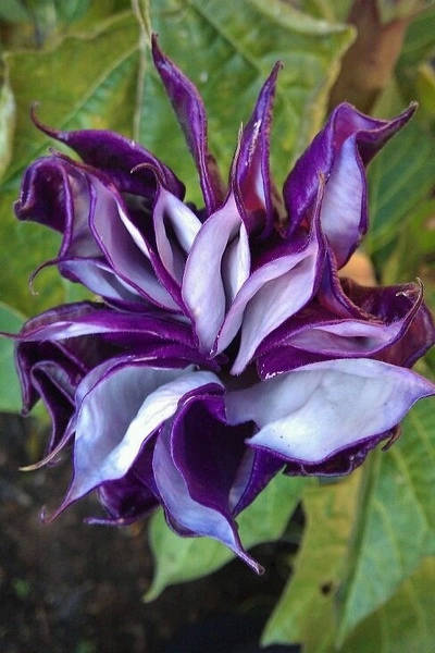 保证你没见过的新奇特植物 (令人大开眼界的植物世界)