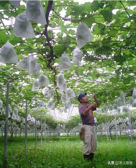 葡萄精细化管理,葡萄产业发展的问题及对策