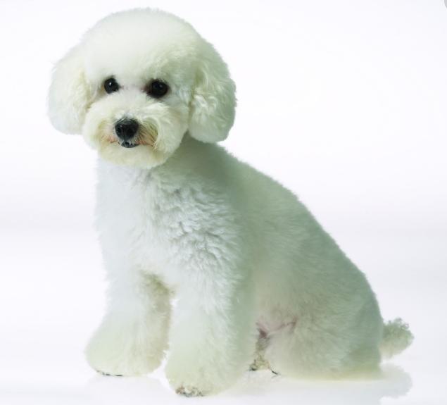 世界上最贵的狗狗排名,世界上最受欢迎的狗狗是什么狗