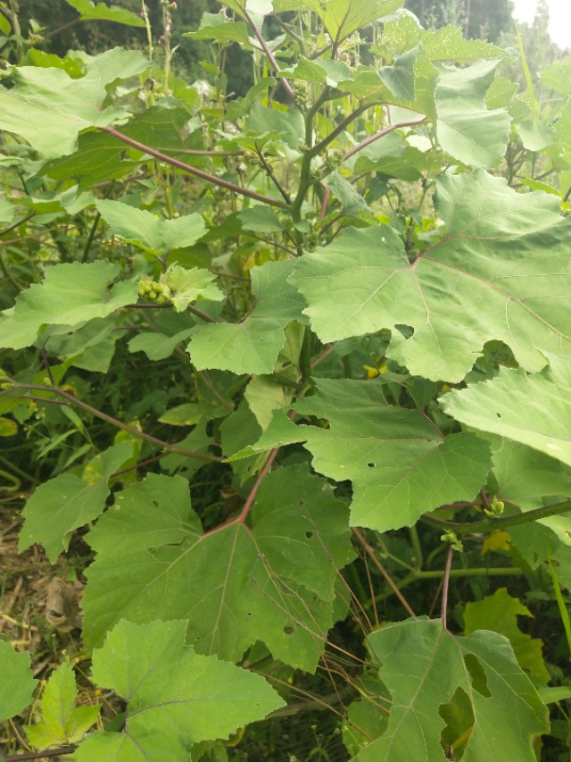 苍耳的别名,苍耳子又叫啥