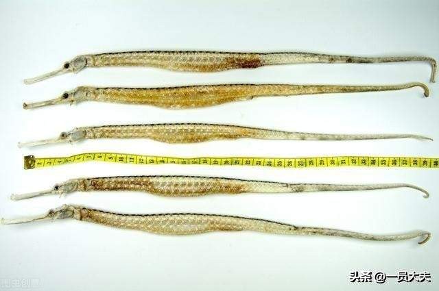 这些海鲜让你一次吃到饱,海味都有哪些品种