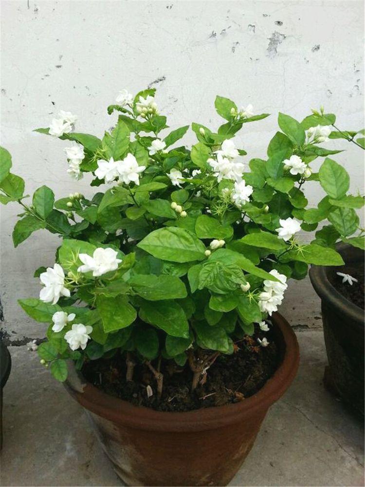 茉莉花开花多又香是怎么养护的,茉莉春季开花少夏季开花多