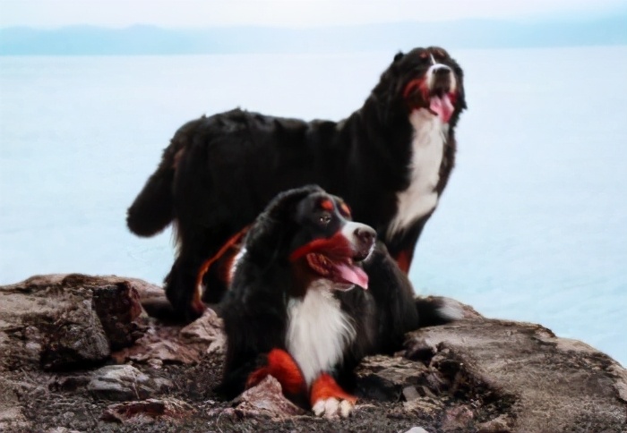 狗狗不容易生病排行榜,狗狗最萌十大排名视频