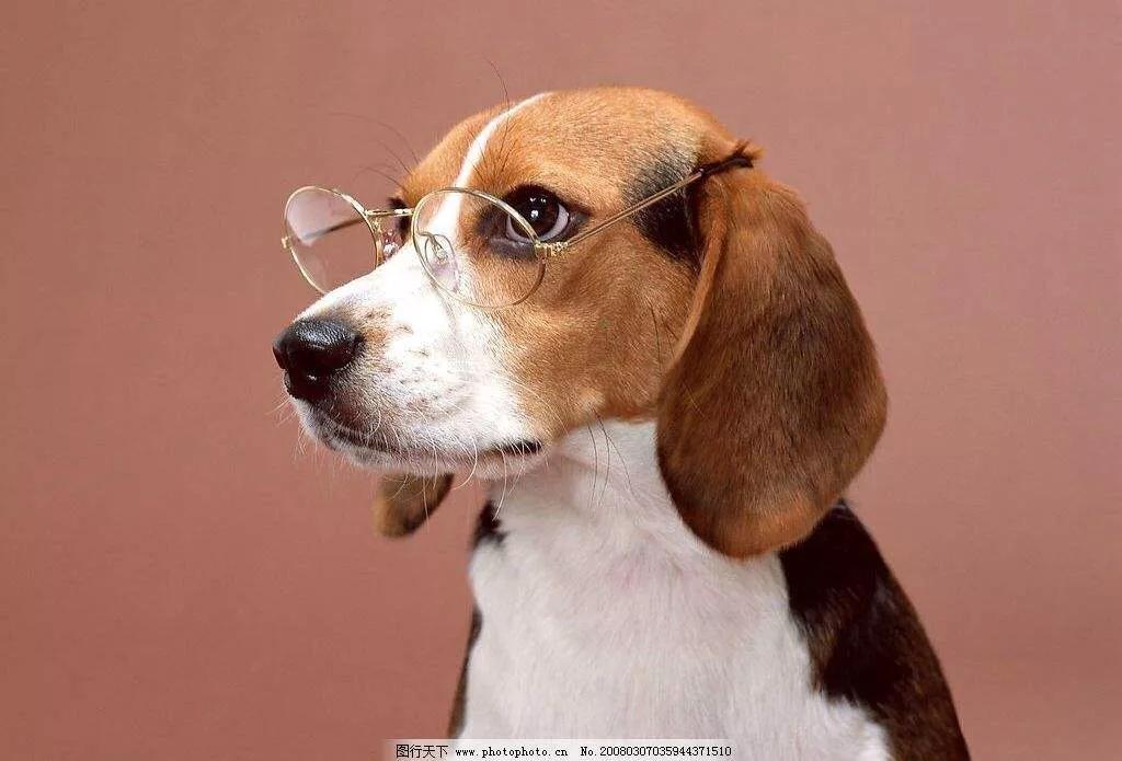 狗狗秘籍,狗狗训练宝典